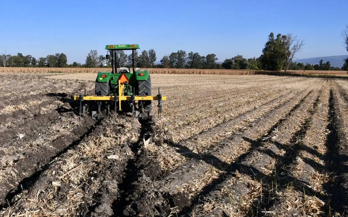 Sequía Amenaza la Producción de Maíz y Sorgo en Salamanca