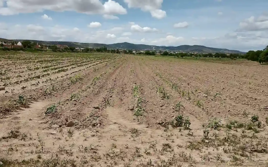 Costos agrícolas en Salamanca disparan alerta por encarecimiento de alimentos