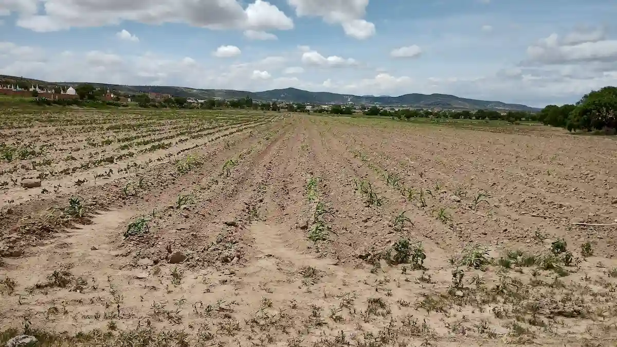costos agrícolas en Salamanca