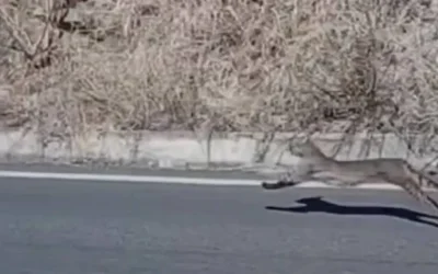 Lince en Salamanca sorprende en la UG y alerta sobre fauna silvestre