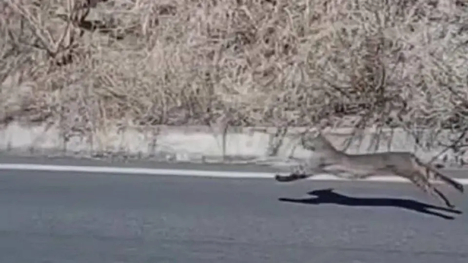 Lince en Salamanca sorprende en la UG y alerta sobre fauna silvestre
